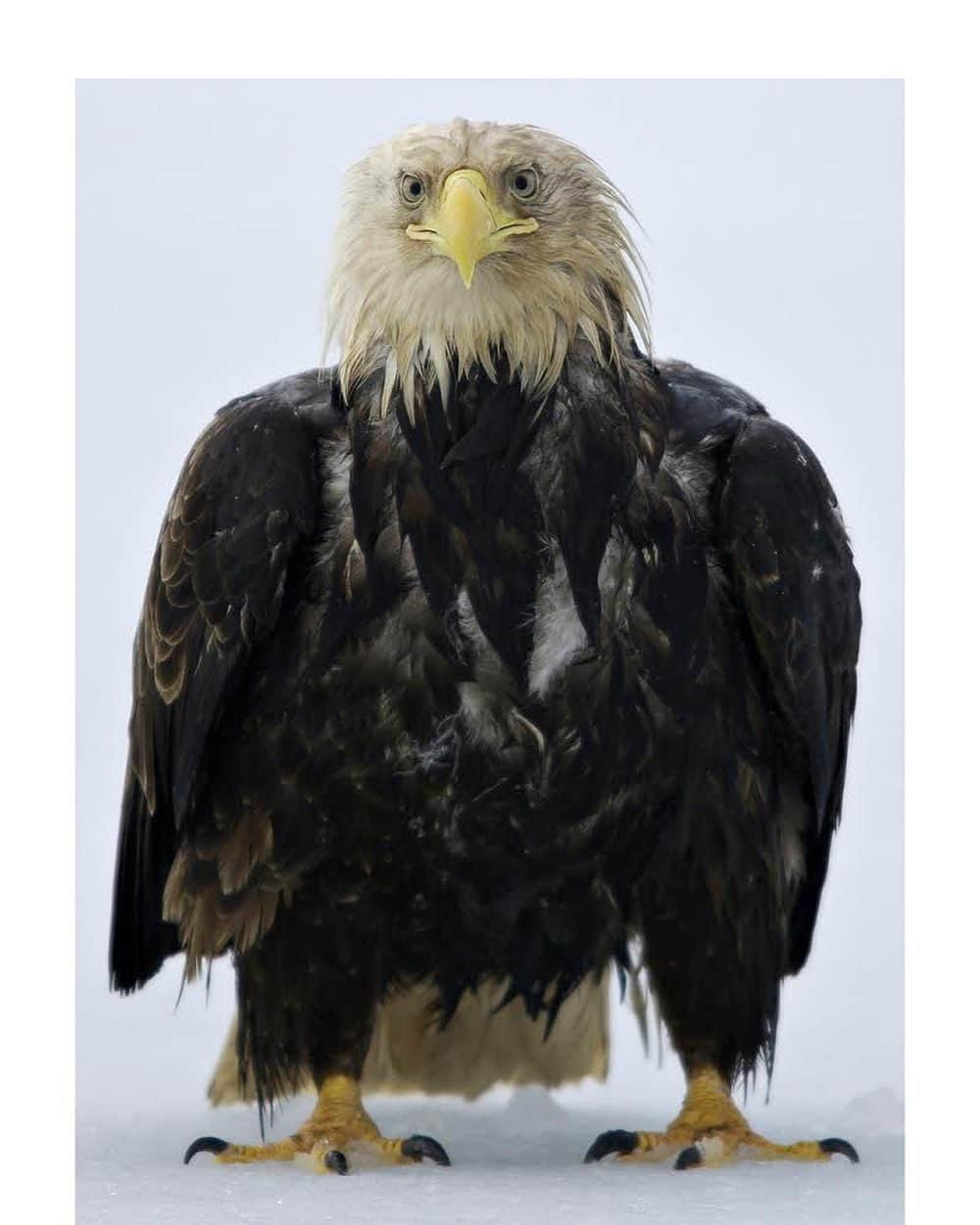 thephotosocietyさんのインスタグラム写真 - (thephotosocietyInstagram)「Photo by @klausnigge It's a tough job these days, to be the heraldic bird for a great but very special nation.  This American Bald Eagle has just been through a night of continuous rain. The hairstyle a bit dishevelled, he is nevertheless full of energy and confidence, looking forward to the challenges of a new day … Aleutian Islands, Alaska  #baldeagle #eagle #aleutianislands #aleutians  @thephotosociety」1月29日 4時08分 - thephotosociety