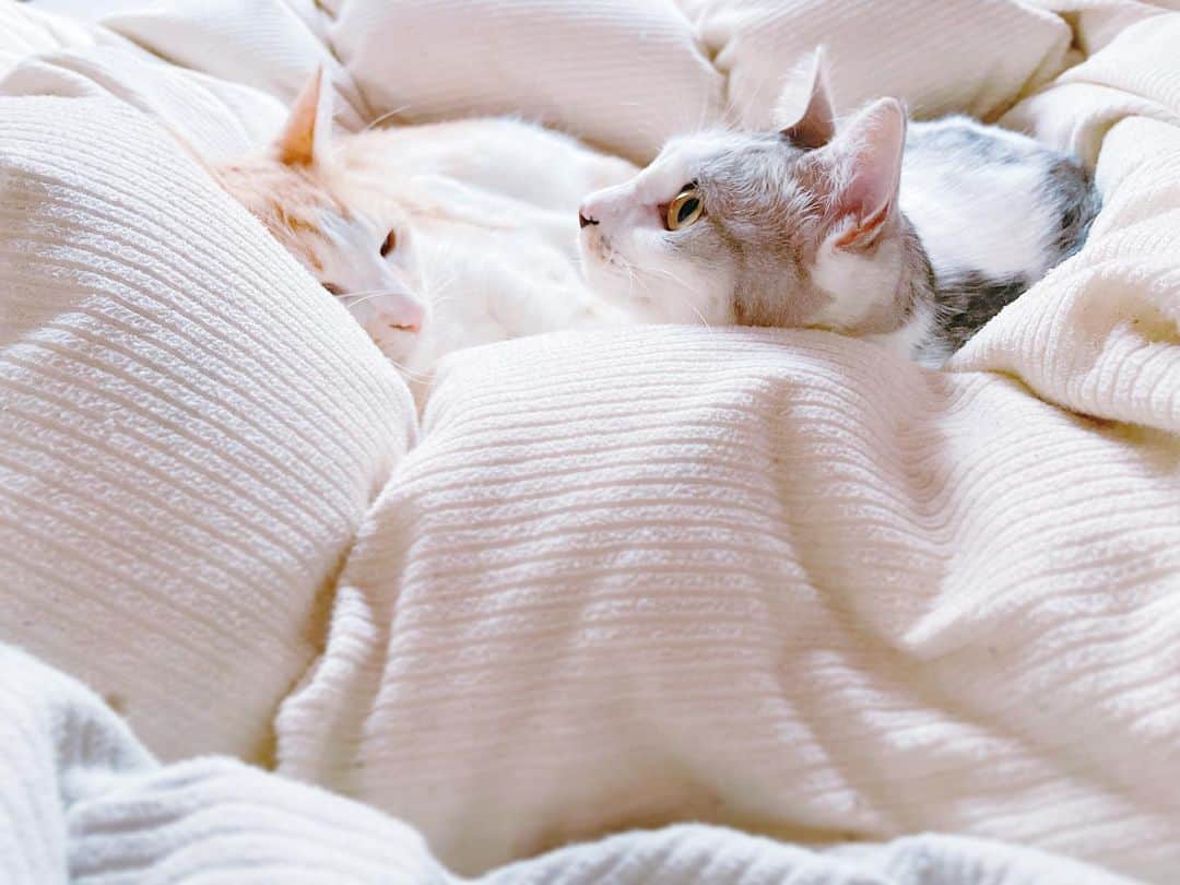 kinaxのインスタグラム：「. good morning(๑′ᴗ‵๑)☀in Japan, and good afternoon, good evening, good night for world friends! . 今日も寒そうだね❄︎ . 猫ズは夜中でも明け方でも大騒ぎするので 毎晩ケージで眠るのだけど 朝起きて出してあげたら むちこさんが起きるまでは 寝室でぬくぬくするよʕ •́؈•̀ ₎ . お布団あったかいよねぇ🧶 . . 今朝も、起きてるのになかなか リビングに来ないむちこさんを 呼びに行ったら 「おなかにのっててうごけないのよぅー」 って 幸せモフモフ時間を満喫していたよ笑 . . ちなみにちびっこ姉さんは ケージから出してあげる係なので 寝ている所に来てくれたことがなくて いつもいいないいなって羨ましがってるよʕ •́؈•̀ ₎笑 . . 今度お休みの日に、私が出してあげようかな🐈‍⬛ . . 話はちょっと変わって モフモフたちの抜け毛に悩まされていたけど お掃除ロボットのeufyで 毎日2回タイムスケジュールを設定したら あんまり気にならなくなったよ🧹 . ルンバより静かでほぼぶつからなくて デザインも気に入っているけど なぜか毎回充電ステーションに帰れないよ😂 . 場所が悪いのかと何度か変更してみたりしたけど 相変わらず今日も路頭に迷っていて でも何だか手のかかる感じも それはそれでかわいい😂 . . いつか猫ズが上に乗ってくれないかなーと思っているけど 全く気配がないから諦めようʕ •́؈•̀ ₎笑 . . みんなも加湿して、暖かく過ごしてね。 . #猫バカ部 #親バカ部 #モフモフ大好き #抜け毛はすごいけど #モフモフなしでは生きられない 2021/01/29」
