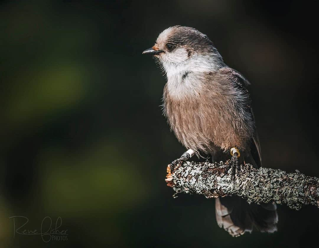 Ricoh Imagingのインスタグラム：「Posted @withregram • @renefisher_photography Another of this friendly and cooperative Canada Jay who was kind enough to allow me to take a bunch of portraits. :)⁠ ⁠ Taken with Pentax K-3 II and Pentax-DA* 300mm f/4 with Pentax 1.4x Teleconverter⁠ .⁠ .⁠ .⁠ #canadaphotographer #colorphotography #birdingdaily	#feather_perfection #nuts_about_birds #bird_brilliance #bestbirdshots #birdstagram	#pocket_birds #birdsofinstagram	#kings_birds #birdphotography #bns_birds #your_best_birds	#birds_adored #PlanetBirds #ontariobirds #agameoftones #awesome_shots #best_birds_of_ig⁠ #pentaxian #YourShotPhotographer #natgeoyourshot #ricohpentax #cangeo #sharecangeo #pentaxian #shootpentax #RicohImagingAmbassador #pentax ⁠ ⁠ .」