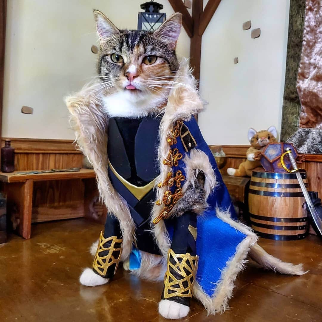 猫コスプレさんのインスタグラム写真 - (猫コスプレInstagram)「Oppositional Defiance is a big mood.  #CriticalRole #BeauregardLionett  . . . . . . . . #criticalcosplay #criticalrolecosplay #Beauregard #beauregardcosplay #catcosplay #cosplay #cosplayer #cat #catcostume #catsinclothes #catsofinstagram #monk #DungeonsandDragons #dungeonsanddragonsmemes #criticalrolefanart #critters」1月29日 5時02分 - cat_cosplay