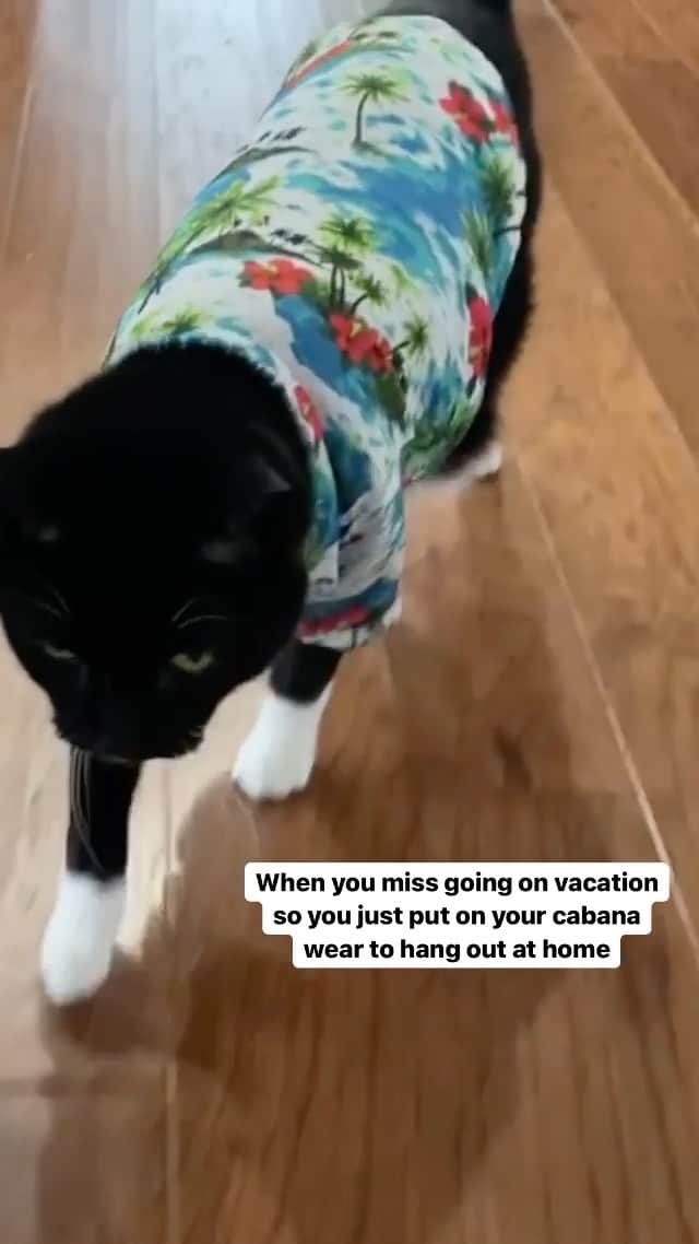 The Cats Of Instagramのインスタグラム：「#Repost • @aslanthetuxedocat There’s lots of pawties going on this weekend, so I’m dressed and headed first to @_lucy_mamas_baby #lucyshawaiianluau🌺  I got on my stylin’ shirt for all da ladies. 😼😻💕⁣ I’ll be serving #aslanpawtycatbucks all weekend too! ⁣ 𝗪𝗵𝗼’𝘀 𝗰𝗼𝗺𝗶𝗻𝗴 𝘁𝗼 𝗣𝗔𝗪𝗧𝗬 𝘄𝗶𝘁𝗵 𝗺𝗲? 😻」