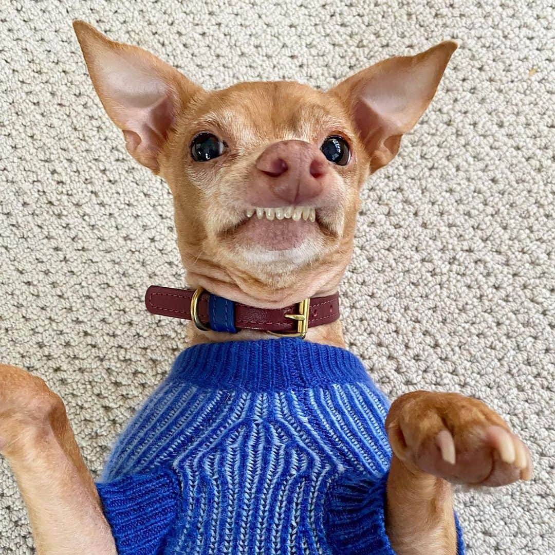 Tuna {breed:chiweenie} さんのインスタグラム写真 - (Tuna {breed:chiweenie} Instagram)「I think blue is his colour. It really brings out the brown in his eyes. Haha. In all seriousness, we are LOVING this new blue GORGEOUS, cashmere- yes CASHMERE- sweater by our darling friend @rubyrufus! Tuna has been wearing her incredible designs since 2014 and this new collection is just 🥰🥰🥰 Go to @rubyrufus to see more! 💙💙💙💙💙」1月29日 6時16分 - tunameltsmyheart