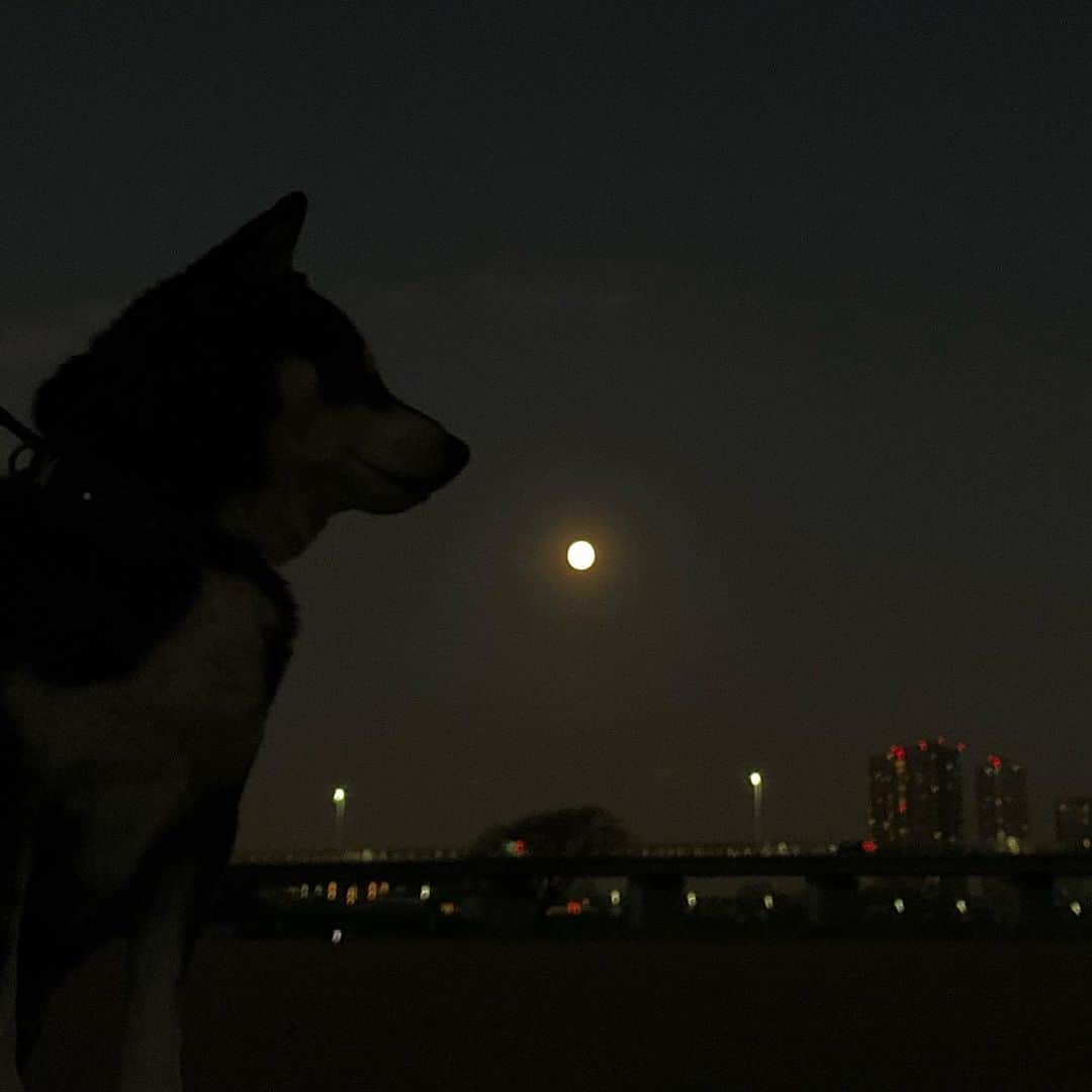 くろさんのインスタグラム写真 - (くろInstagram)「朝んぽお月さま🌕 #朝んぽ #朝の月 #朝の月が綺麗 #morningmoon #kuroshiba #blackshiba #shibainu #shibadog #shibastagram #instadog #dogstagram #柴犬 #黒柴 #黑柴 #和犬 #日本犬 #イッヌ #わんこ #わんこのいる暮らし #イッヌのいる暮らし #日本犬のいる暮らし #和犬のいる暮らし #黒柴のいる暮らし #柴犬のいる暮らし」1月29日 6時30分 - m6bmw