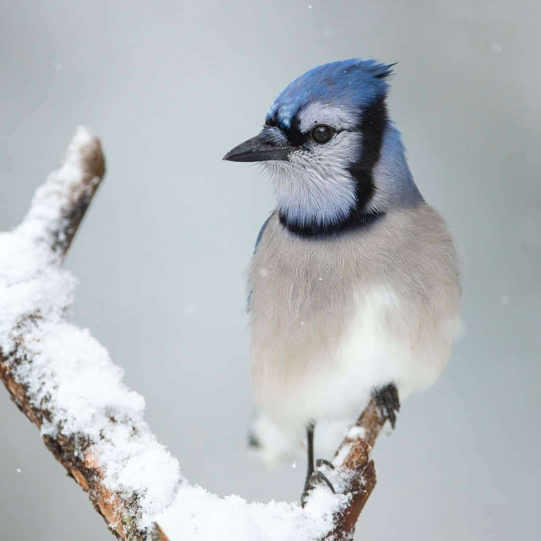 Tim Lamanさんのインスタグラム写真 - (Tim LamanInstagram)「Photos by @TimLaman.  It’s finally been snowing here the last two days, and I’ve been out shooting more of the backyard beauties like this Blue Jay posing for his portrait.  We have just added this image and several others to my print gallery in time for our Valentines Day Flash Sale Friday Jan 29 - Mon Feb 1.  This timing is to give anyone interested in ordering a print for a loved one time to receive it by Feb 14.  Just order during the flash sale by Feb 1 for US delivery by Feb 14.  Please visit my online gallery at the Link in Bio or www.timlamanfineart.com to see the full selection.  There is a wide variety to choose from, like the new additions here to the “Instagram Favorites” gallery:  1) Blue Jay, Massachusetts;  2) Heliconius Butterfly,  Costa Rica; 3) Scarlet Macaw, Costa Rica;  4) Hidden Bay - Raja Ampat;  5)  Zebras amid Wildflowers, Tanzania. - #wildlifephotography #birds #fineart #butterfly #zebra - And don’t forget to sign up for my newsletter/blog at the Link in Bio if you’d like to receive more stories behind my images like I shared in my last post.  Hope you enjoy it.」1月29日 6時35分 - timlaman