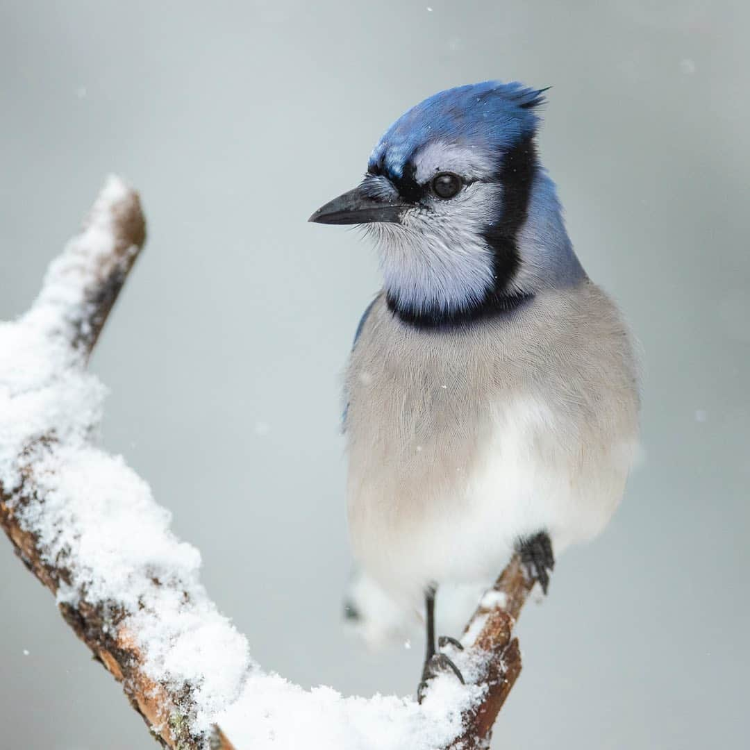 Tim Lamanのインスタグラム：「Photos by @TimLaman.  It’s finally been snowing here the last two days, and I’ve been out shooting more of the backyard beauties like this Blue Jay posing for his portrait.  We have just added this image and several others to my print gallery in time for our Valentines Day Flash Sale Friday Jan 29 - Mon Feb 1.  This timing is to give anyone interested in ordering a print for a loved one time to receive it by Feb 14.  Just order during the flash sale by Feb 1 for US delivery by Feb 14.  Please visit my online gallery at the Link in Bio or www.timlamanfineart.com to see the full selection.  There is a wide variety to choose from, like the new additions here to the “Instagram Favorites” gallery:  1) Blue Jay, Massachusetts;  2) Heliconius Butterfly,  Costa Rica; 3) Scarlet Macaw, Costa Rica;  4) Hidden Bay - Raja Ampat;  5)  Zebras amid Wildflowers, Tanzania. - #wildlifephotography #birds #fineart #butterfly #zebra - And don’t forget to sign up for my newsletter/blog at the Link in Bio if you’d like to receive more stories behind my images like I shared in my last post.  Hope you enjoy it.」