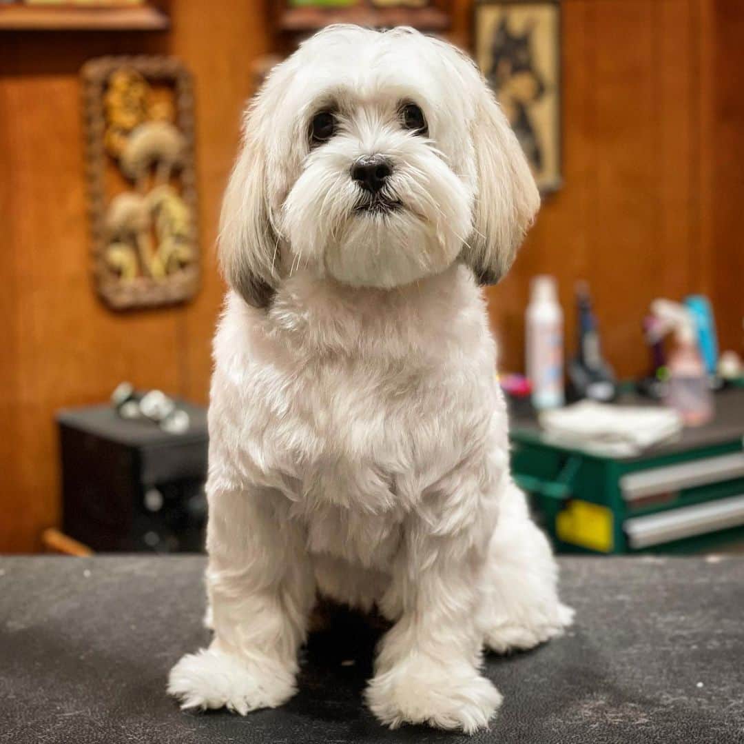 JessRonaGroomingさんのインスタグラム写真 - (JessRonaGroomingInstagram)「With one haircut I turned my new (best?) friend Raffi into a puppy again. He’s SO NICE.」1月29日 6時44分 - jessronagrooming