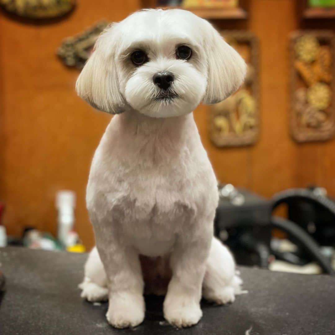 JessRonaGroomingさんのインスタグラム写真 - (JessRonaGroomingInstagram)「With one haircut I turned my new (best?) friend Raffi into a puppy again. He’s SO NICE.」1月29日 6時44分 - jessronagrooming
