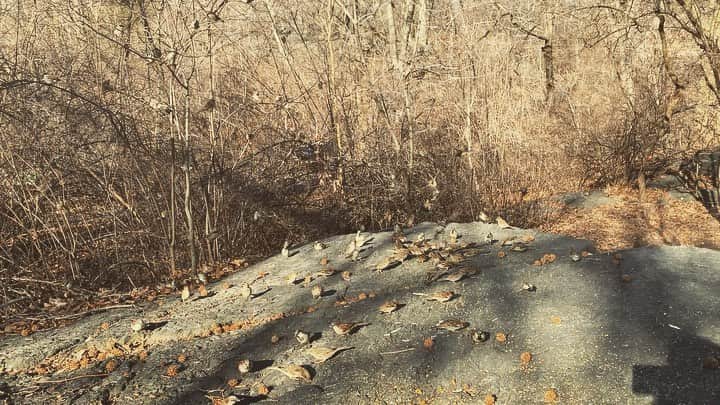 JULIEN D'YSのインスタグラム：「Tous les moineaux piaf de paris sont à #centralpark très belle journée food before snow storm soon #janvier28.2021 #newyork」