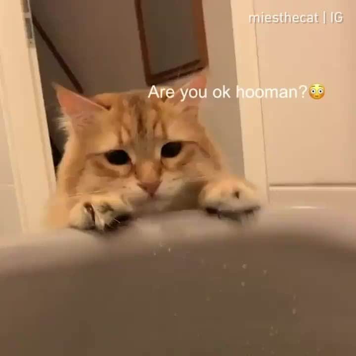 Aww Clubのインスタグラム