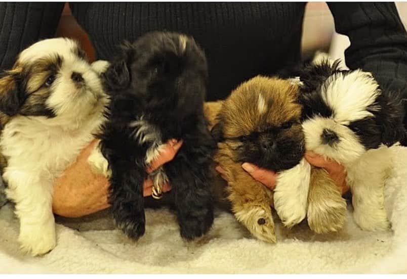 Dougie the Shih Tzuのインスタグラム：「Let’s do a baby Dougie #tbt #hbd」