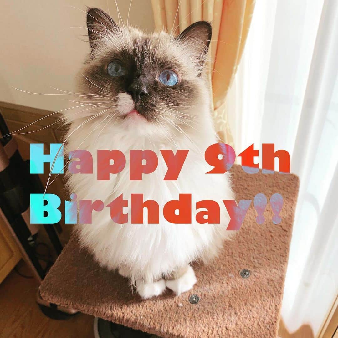 takegaeruのインスタグラム：「ラン、9歳の誕生日です🎂 今年はちょっと遠くからお祝い おめでとう、これからもよろしくね〜  #cat #猫 #ragdoll #ラグドール #ホワイトポッチーズ」