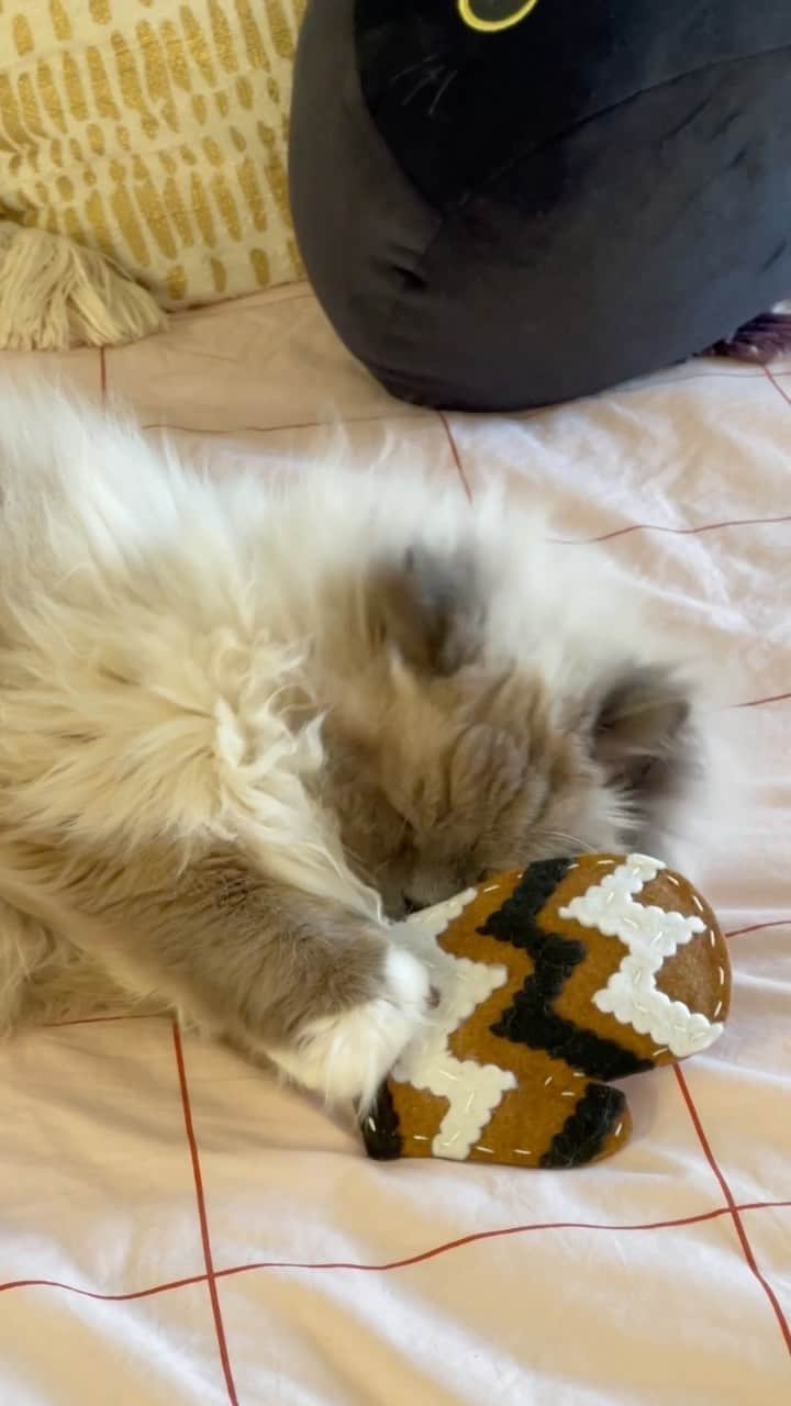 Tinaのインスタグラム：「George and his Bernie Mitten from @cattoysbyroomie ❤️」