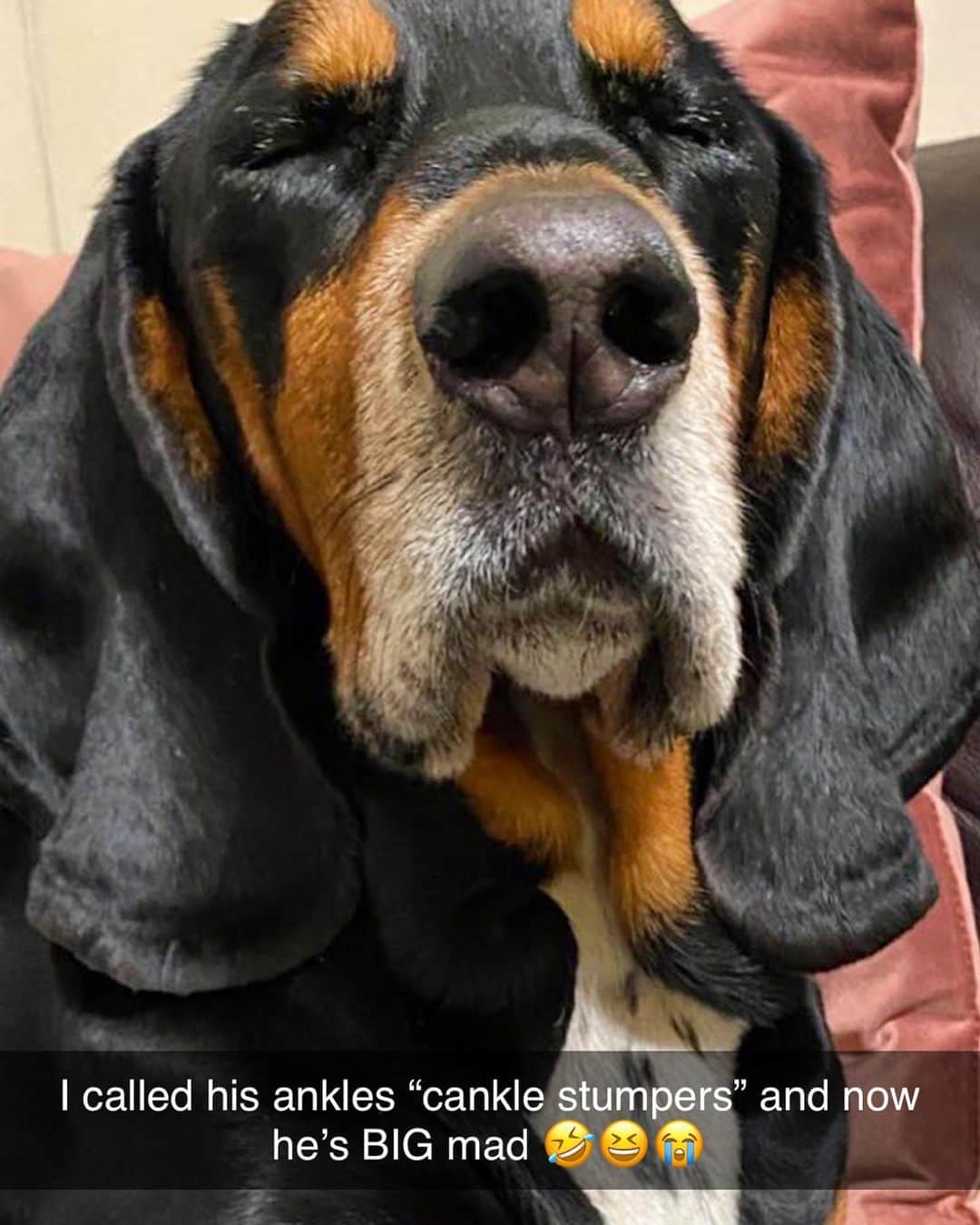 BarkBoxのインスタグラム：「DROP YER WEIRD NAMES FOR PARTS OF YOUR DOG’S BODY ⬇️」