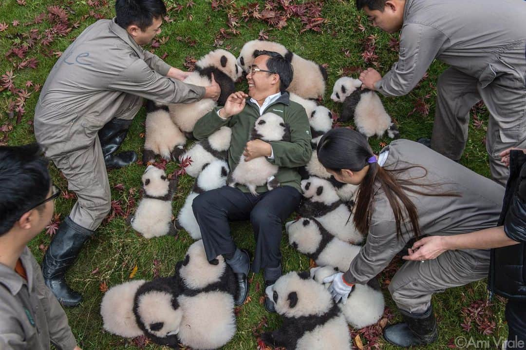 thephotosocietyさんのインスタグラム写真 - (thephotosocietyInstagram)「Photo by @amivitale // Zhang Hemin—“Papa Panda” to his staff—poses with cubs born in 2015 at Bifengxia Panda Base managed by the China Conservation and Research Center for the Giant Panda in Sichuan Province, China. “Some local people say giant pandas have magic powers,” says Zhang, who directs many of China’s panda conservation efforts. “To me, they simply represent beauty and peace.”  The Giant panda might prove to be a testament to the perseverance and efforts of Chinese scientists and conservationists. By breeding and releasing pandas, augmenting existing populations and protecting habitat, they are on their way to successfully saving their most famous ambassador and in the process putting the wild back into an icon.   My book, Panda Love, features my long-term work on these adorable ambassadors made on assignment for @natgeo. See more on my feed @amivitale.   #panda #pandas #babypanda #pandamonium #ipanda #giantpanda #pandacub #endangered #china #conservation #savetheplanet #photojournalism #amivitale #empathyiseverything」1月29日 7時26分 - thephotosociety