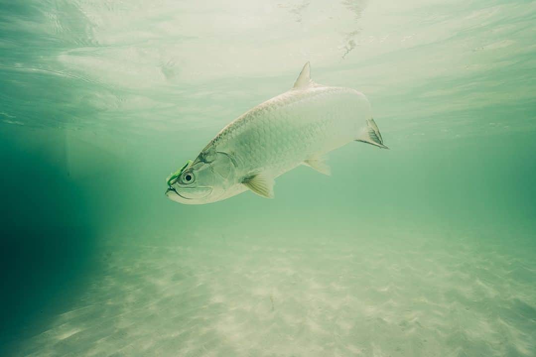Costa Sunglassesのインスタグラム：「Striking silver in the shallows. 📷: @ngkelley #SeeWhatsOutThere #BornOnTheWater」