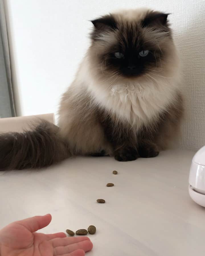 plumeのインスタグラム