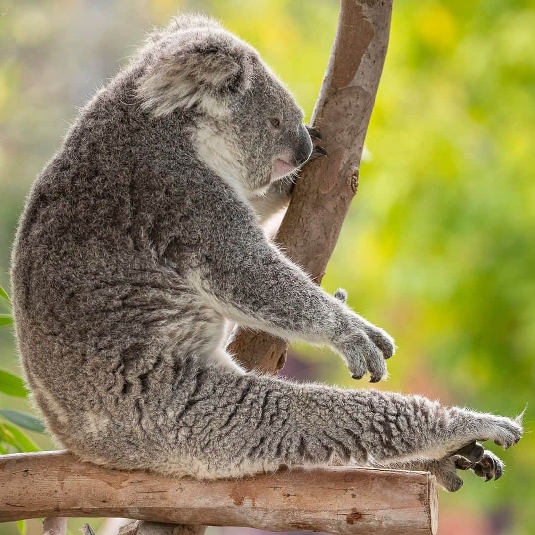 San Diego Zooさんのインスタグラム写真 - (San Diego ZooInstagram)「This gluteus is glued to this branch. 🐨 Koalas have extra bum "padding" to allow for comfy sitting and napping in trees.   #JunkOnTheTreeTrunk #NotABearBottom #ExtraFloof」1月29日 7時48分 - sandiegozoo
