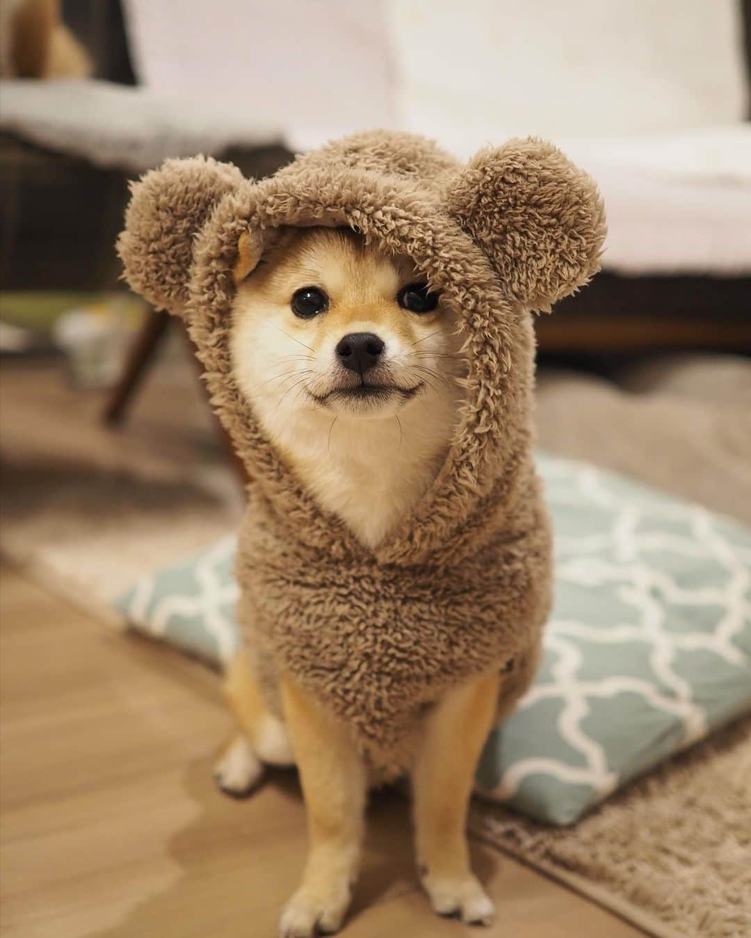 豆柴にこちゃんさんのインスタグラム写真 - (豆柴にこちゃんInstagram)「🐻 おはよー 野生のたまっくまが現れた！  #吉田戦車 #伝染るんです #ダッフィー  #柴犬#豆柴#pecoいぬ部#犬#shibastagram#petstagram#犬#shibainu#dog#mameshiba#pecotv#いぬのきもち部#しばいぬ#しばけん#こいぬ#シバイヌ#狗#ペット#子犬#puppy#pet#시바견#강아지#개#instacute#barked#9gag#9gagpets」1月29日 7時58分 - nikochan.mame48