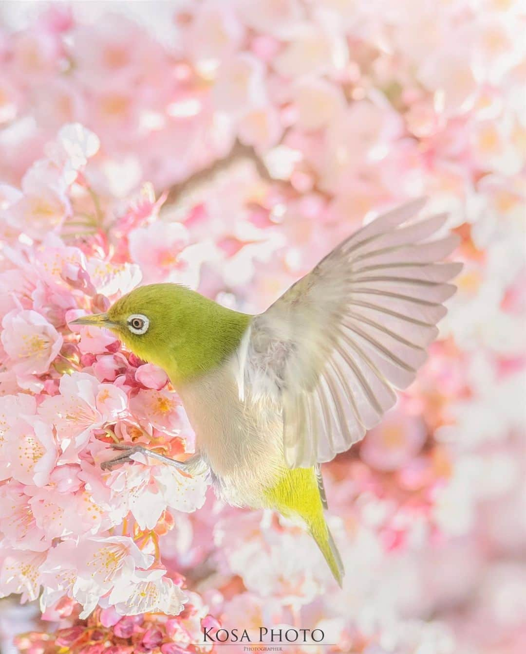 コサのインスタグラム