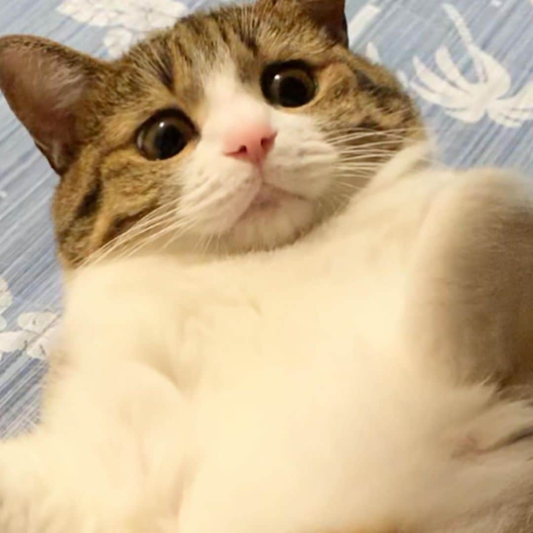 すずめくんさんのインスタグラム写真 - (すずめくんInstagram)「🍄🍄  なんて可愛い子…🥺💗💗💗  #🐈  #可愛い猫   Unagi.🐱💖」1月29日 18時56分 - suzume0513