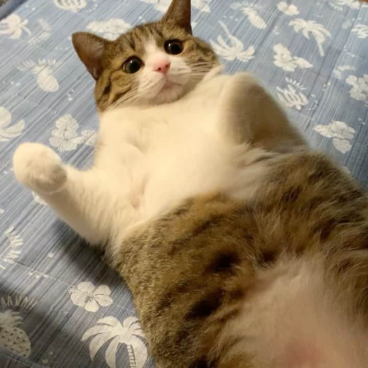 のインスタグラム：「🍄🍄  なんて可愛い子…🥺💗💗💗  #🐈  #可愛い猫   Unagi.🐱💖」