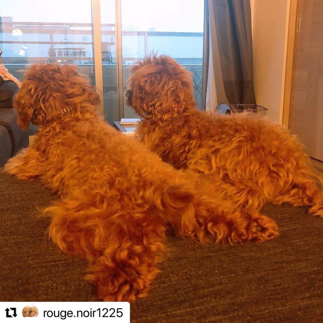 【公式】いぬのきもち・ねこのきもちのインスタグラム：「#Repost @rouge.noir1225 さんのルージュちゃんとノワールちゃん。  ふたり仲良く 何を見ているのかな？  イケワンいた❓  ハッシュタグ #いぬのきもち #ねこのきもち に投稿いただいた可愛い写真をご紹介しています！ 「いぬのきもちWEB　MAGAZINE」、「ねこのきもちWEB MAGAZINE」でもご紹介させていただくことも！  -------------------  .  #いぬ #いぬすたぐらむ #いぬのいる暮らし #いぬのきもち #いぬ好き #犬 #犬好きさんと繋がりたい #犬のいる生活 #犬と暮らす #犬好き #dog #dogsofinstagram #dogstagram  #トイプードル」