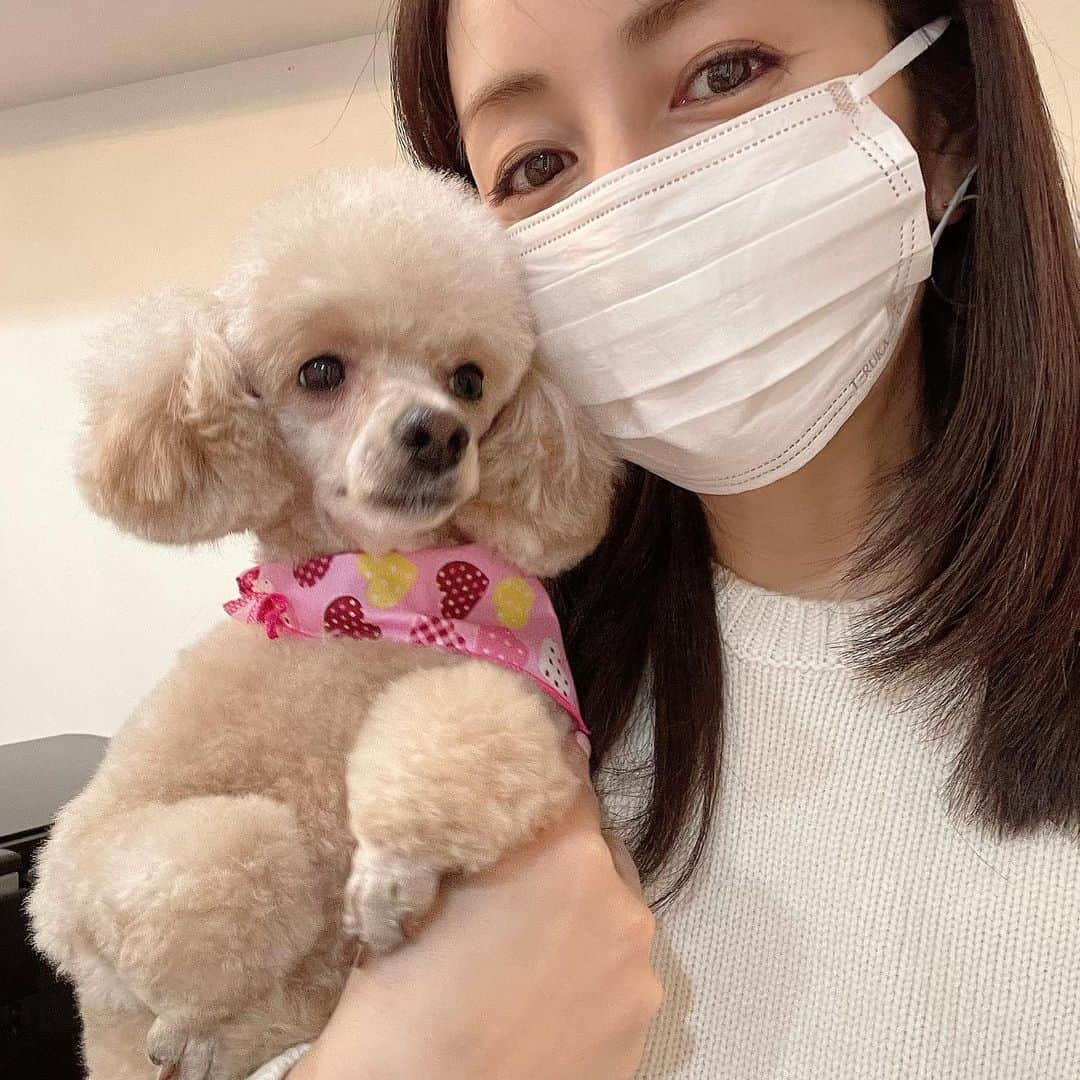 矢田亜希子さんのインスタグラム写真 - (矢田亜希子Instagram)「トリミング♪ #toypoodle #トイプードル#愛犬#もなか#いつもより体の毛は長め#丸み❤️」1月29日 17時42分 - akiko_yada