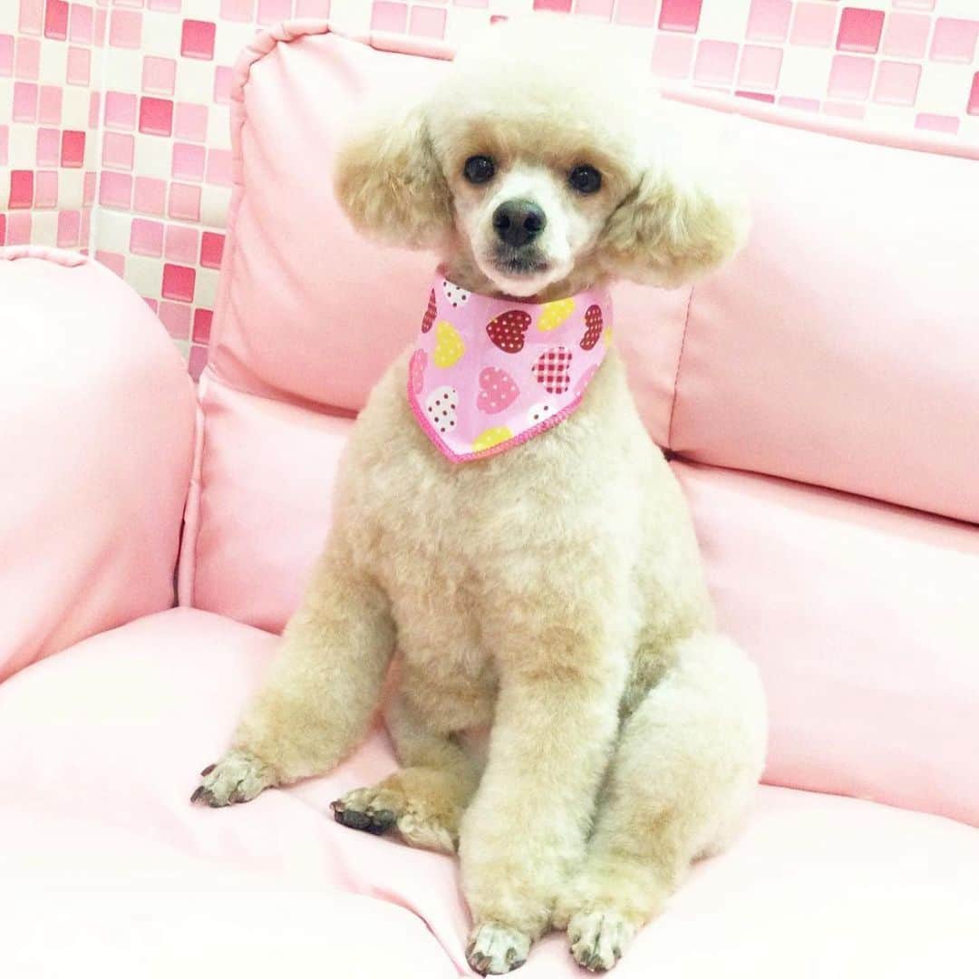 矢田亜希子さんのインスタグラム写真 - (矢田亜希子Instagram)「トリミング♪ #toypoodle #トイプードル#愛犬#もなか#いつもより体の毛は長め#丸み❤️」1月29日 17時42分 - akiko_yada