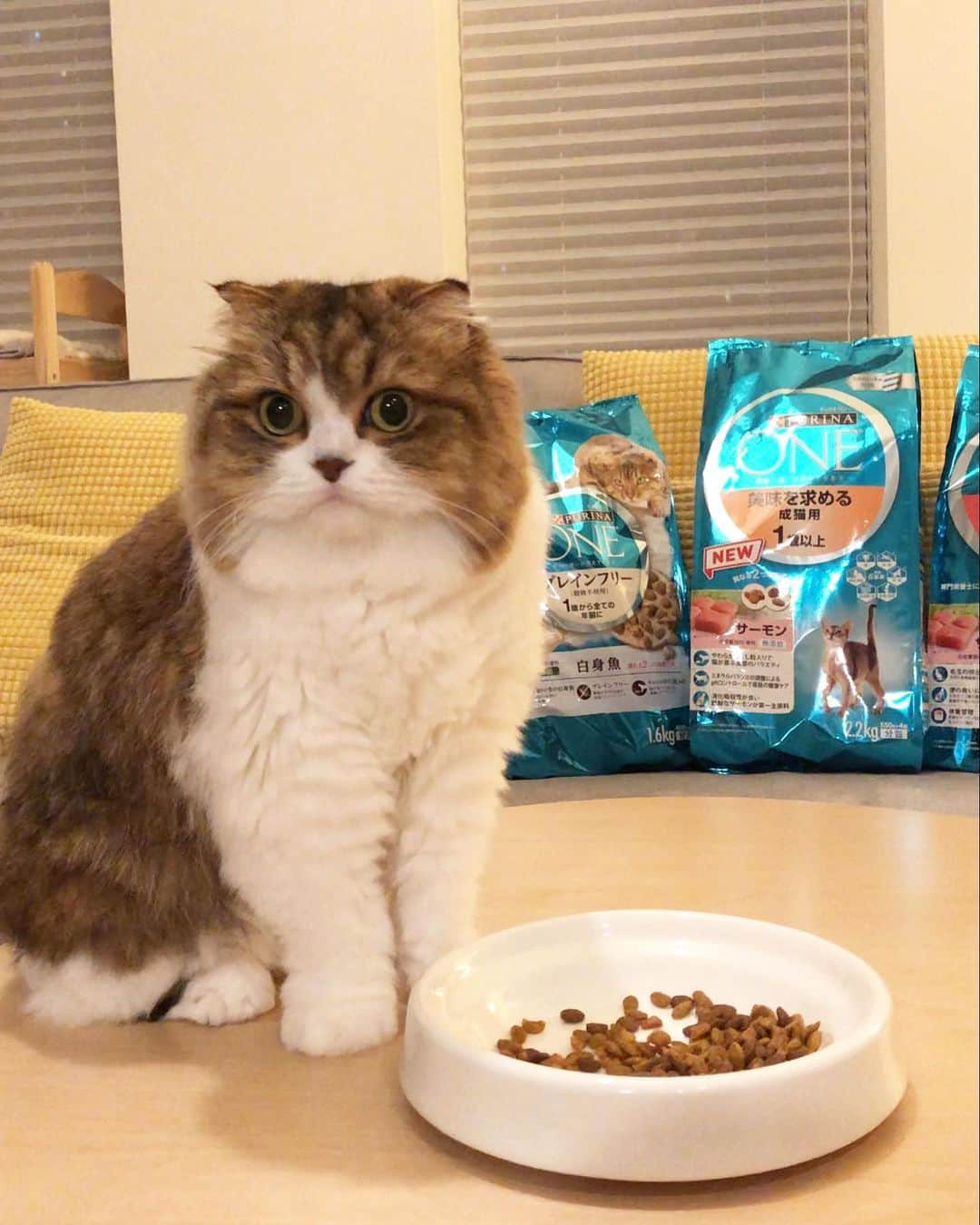 くれ?ぱと?もあ?あねのインスタグラム：「ピュリナワンの 「美味を求める成猫用サーモン味」 ❤︎ 「カリカリ」と「やわらか」の食感の違う粒が入ってて 猫本来の食事に近づけているそう。 スワイプして見てみて！ おいしそうに食べてる♪ ❤︎ パッケージには、体格・歯・皮膚被毛・免疫維持・ 骨格・吸収と便の6つに配慮した栄養設計と 書かれていて、飼い主としてこういった良いごはんを あげられるのは嬉しいよね♪ ❤︎ #ピュリナワン #ピュリナワンPR  #きゃっとすたぐらむ #プレミアムフード #猫 #cat #猫咪  #catstagram #catsofinstagram  #catstagram_japan #냥스타그램」