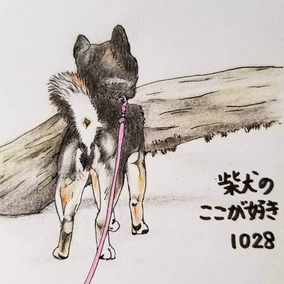 ハナとソラのインスタグラム：「#ここ柴部  『柴犬のここが好きシリーズ1028』 飛び越せるかどうか… 微妙なラインの時に悩むとこ。  これは無理かなぁ。  勢いつけないと飛び越せないんじゃない？ * モデルは @kigaraya さんとこの福助くんです💓 * #柴犬のここが好き #favoritepartsofshibainu #illustration #illustgram #shibainu #shibastagram #colorpencil #柴犬 #イラスト #しばすたぐらむ #いらすとぐらむ #色鉛筆 #柴公園イラスト #kuroshiba #黒柴」