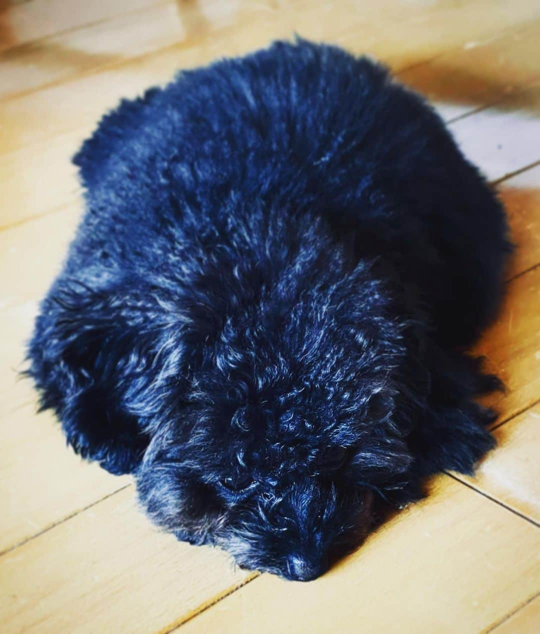 小林三江子さんのインスタグラム写真 - (小林三江子Instagram)「癒し🐻❤️ @tanstagram44   #puppy #puppydog #toypoodle #toypoodleblack #fluffydog #fluffyball #healingdog」1月29日 17時59分 - mieko_kobayashi