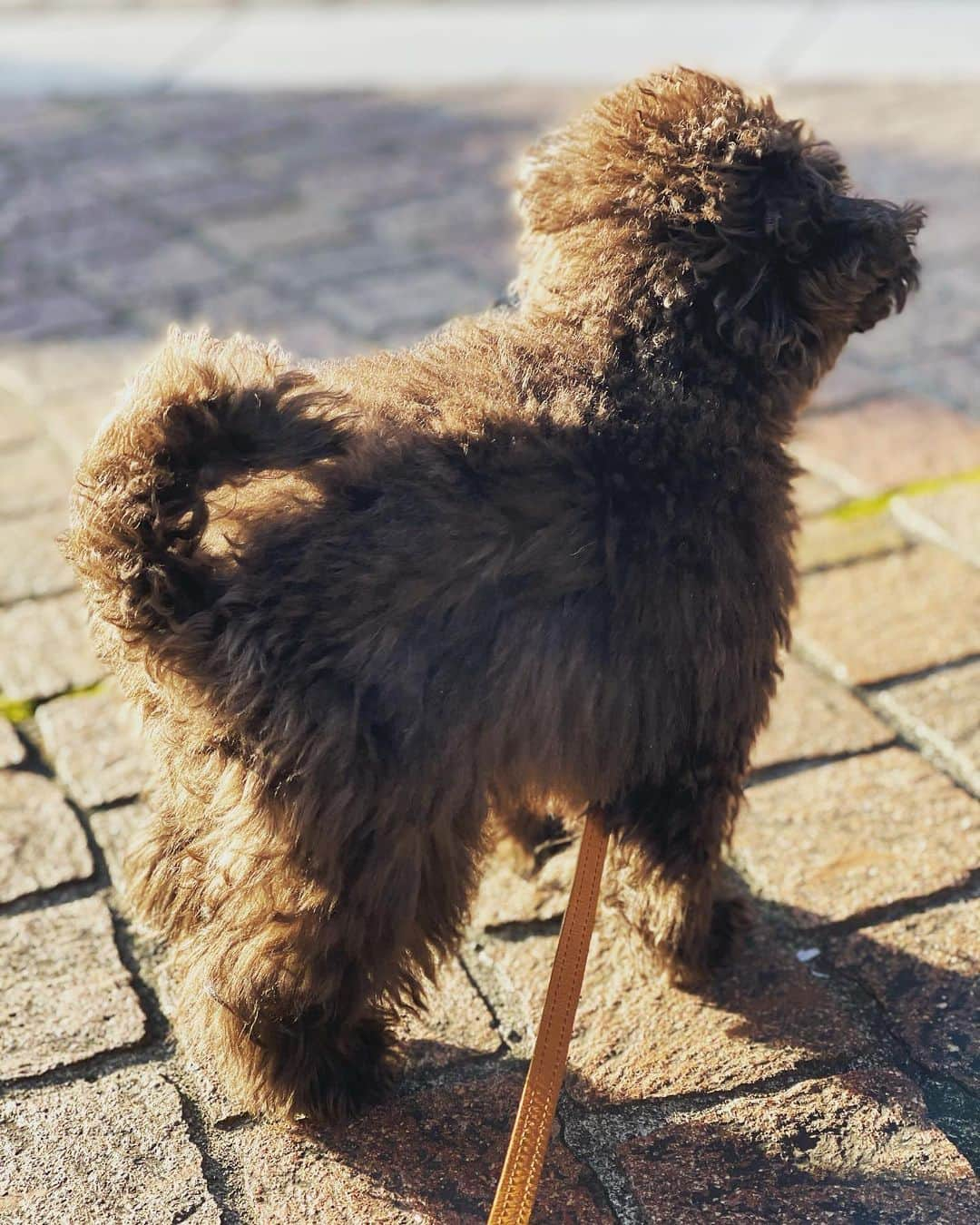 小林三江子さんのインスタグラム写真 - (小林三江子Instagram)「癒し🐻❤️ @tanstagram44   #puppy #puppydog #toypoodle #toypoodleblack #fluffydog #fluffyball #healingdog」1月29日 17時59分 - mieko_kobayashi