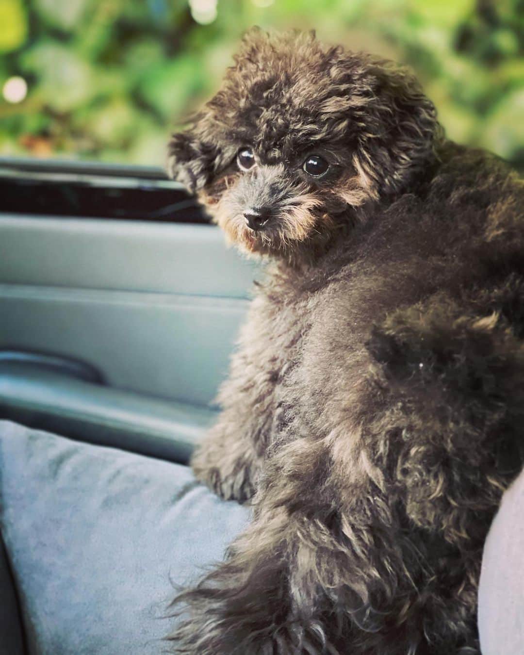 小林三江子さんのインスタグラム写真 - (小林三江子Instagram)「癒し🐻❤️ @tanstagram44   #puppy #puppydog #toypoodle #toypoodleblack #fluffydog #fluffyball #healingdog」1月29日 17時59分 - mieko_kobayashi