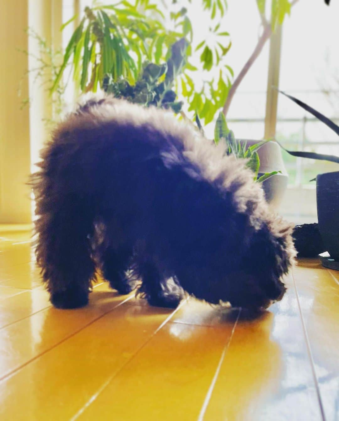 小林三江子さんのインスタグラム写真 - (小林三江子Instagram)「癒し🐻❤️ @tanstagram44   #puppy #puppydog #toypoodle #toypoodleblack #fluffydog #fluffyball #healingdog」1月29日 17時59分 - mieko_kobayashi