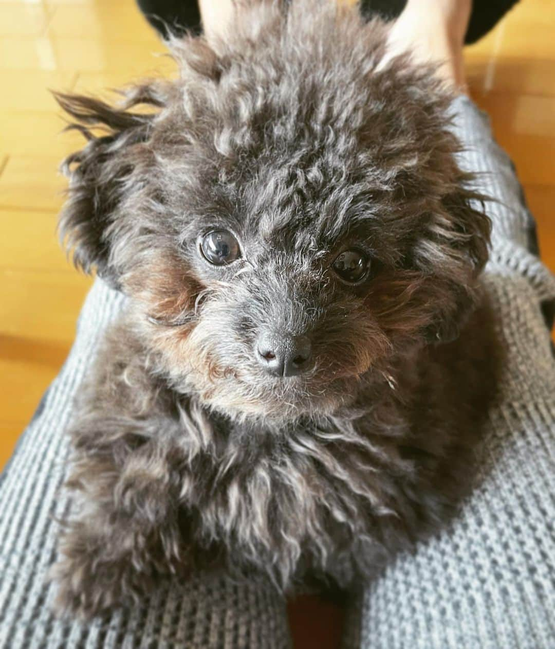 小林三江子のインスタグラム：「癒し🐻❤️ @tanstagram44   #puppy #puppydog #toypoodle #toypoodleblack #fluffydog #fluffyball #healingdog」