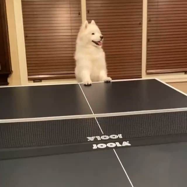 ITTF Worldのインスタグラム
