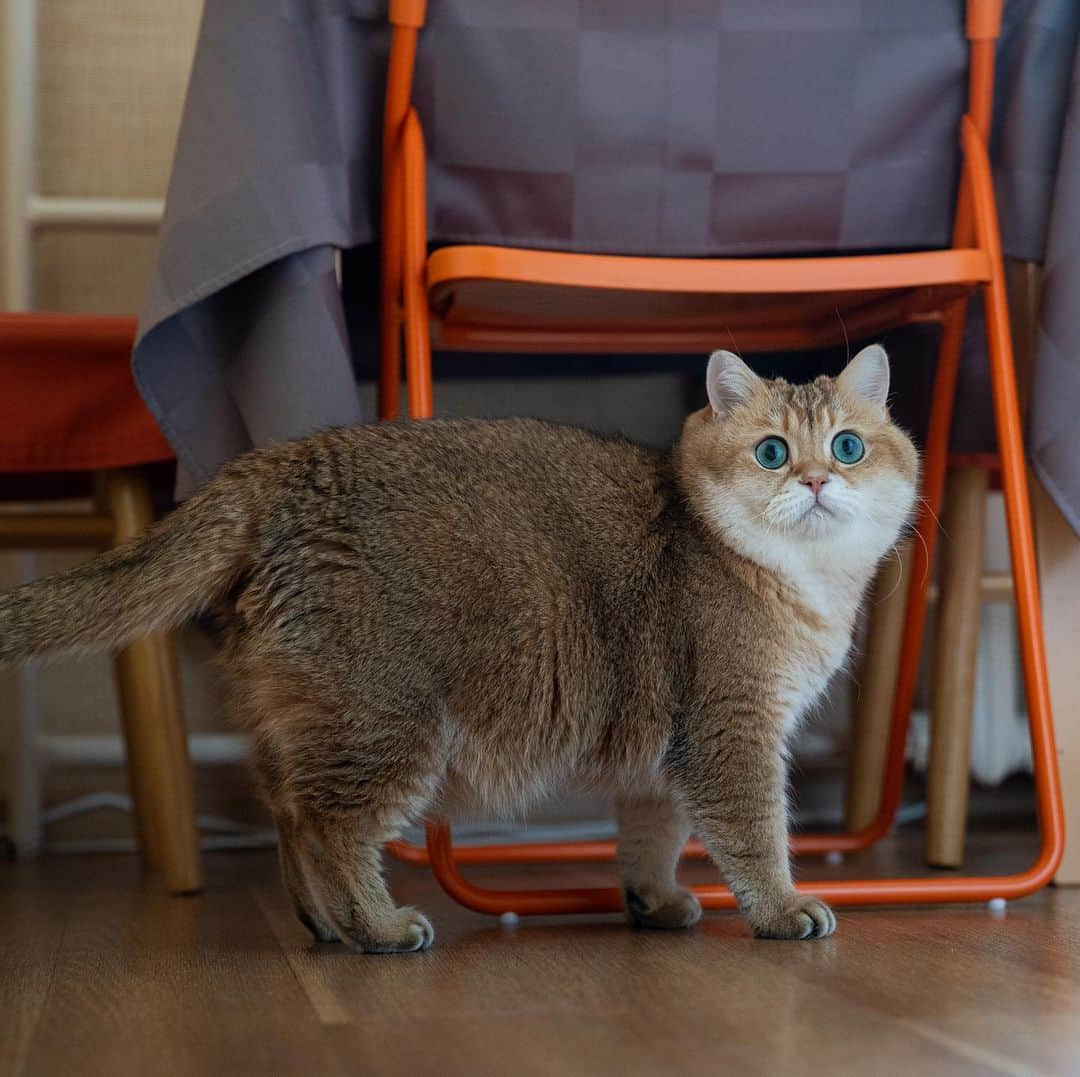 Hosicoさんのインスタグラム写真 - (HosicoInstagram)「Happy Friday! 🌟」1月29日 18時01分 - hosico_cat