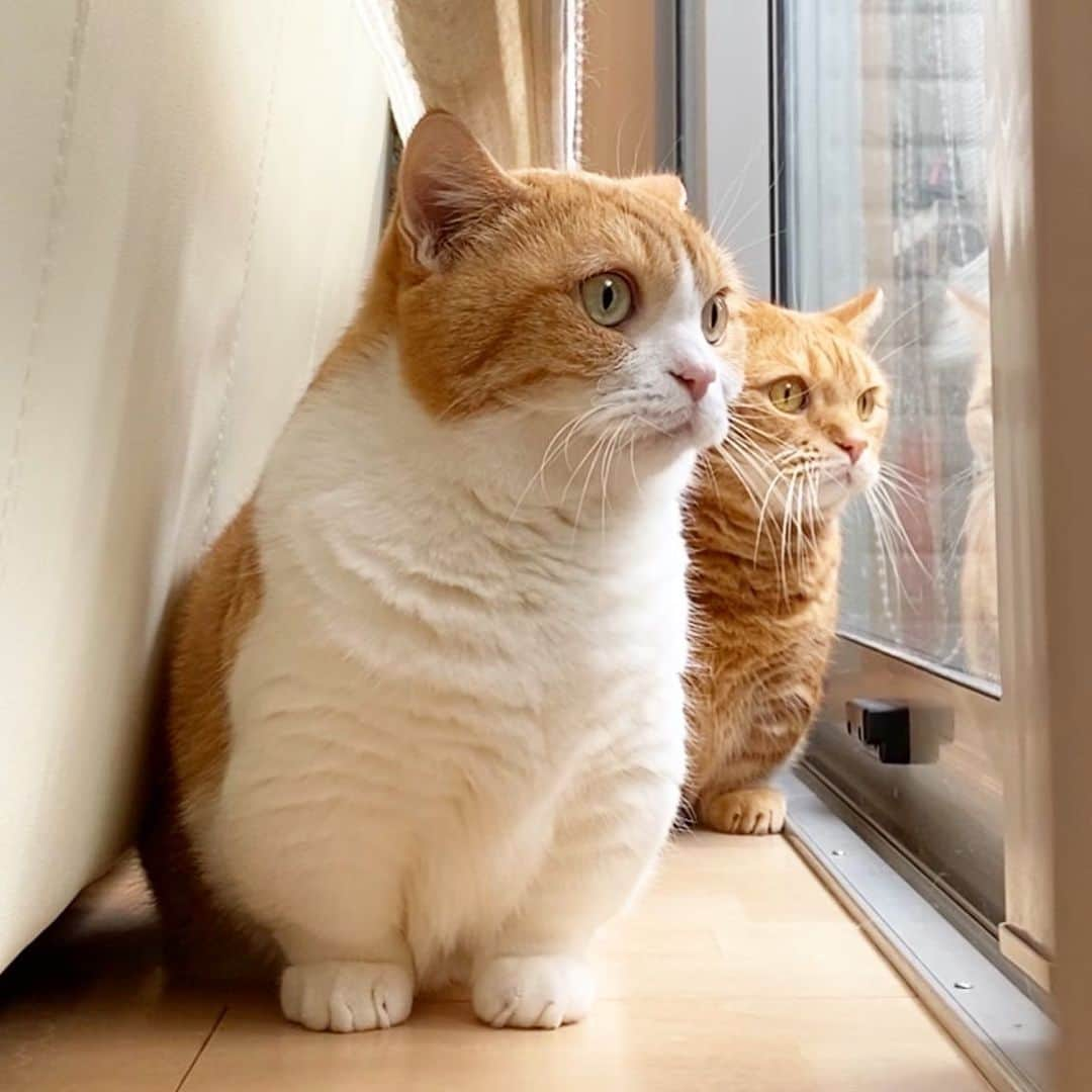 茶太郎 & きなこのインスタグラム：「短足兄妹🐾ニャルソック中にゃ😽 Kinako and Chataro likes to look out of the window😽💕 #鳥さん見てるにゃ #マンチカン#猫#munchkin #cat#catstagram #amazing#ねこ#茶トラ#短足#catsofinstagram#excellent_cats#9gag#cats_of_world_#instacat_meows#bestcats_oftheworld#catsofig#instacat#cats_of_instagram」