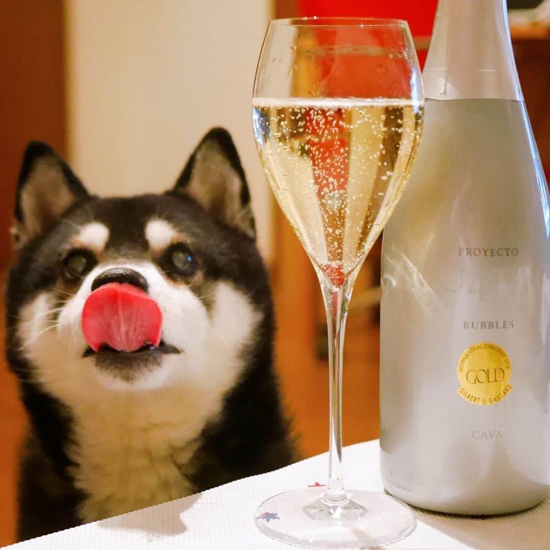 のインスタグラム：「今週もお疲れちゃんでした🍾 #エノテカ #ENOTECA #ForAllWineLovers #プロジェクトクワトロカヴァ #cu4tro #cu4trobubbles #cavabrut #スパークリングワイン #デイリースパークリング #デイリー泡 #kuroshiba #shibainu #shibadog #blackshiba #shibastagram #instadog #dogstagram #柴犬 #黒柴 #イッヌ #わんこと一緒 #わんこのいる生活 #わんこのいる暮らし #柴犬と一緒 #柴犬のいる生活 #柴犬のいる暮らし #ペロリスト #ぺろりすと #モデル犬 #オファーお待ちしております」