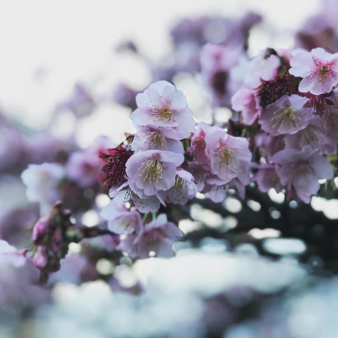 熱海市さんのインスタグラム写真 - (熱海市Instagram)「あたみ桜が綺麗です桜  #あたみ桜  #わたしの熱海   #熱海散歩」1月29日 18時26分 - atami_official