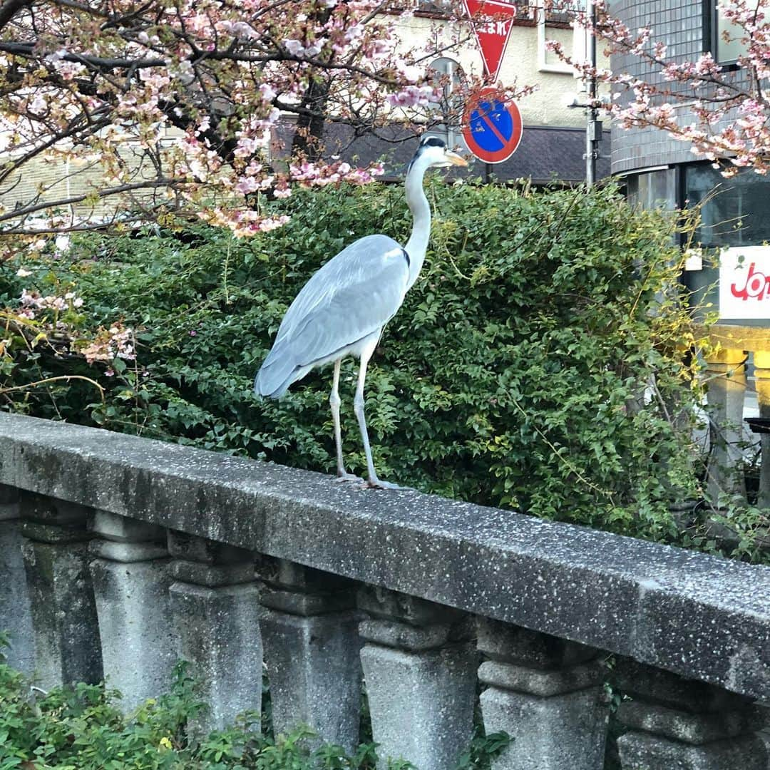 熱海市のインスタグラム：「鳥がたくさんいます   #わたしの熱海  #熱海散歩  #なんの鳥かな」