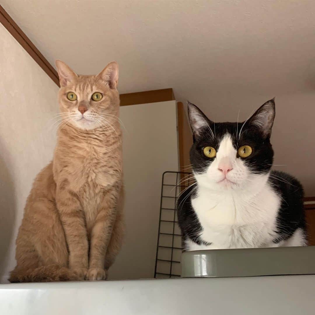 ひのき猫さんのインスタグラム写真 - (ひのき猫Instagram)「こっそりおやつを貰った２匹です♪」1月29日 18時28分 - hinoki.cute.kitten