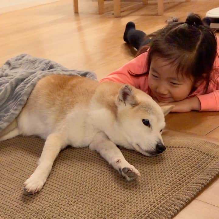 柴犬リリコのインスタグラム：「リビングではうかうか寝てられないんだワンよ💦🐶」