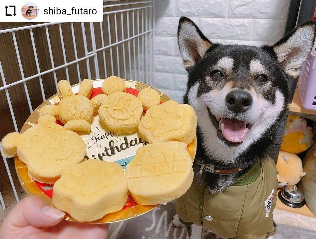 モラキジドッグさんのインスタグラム写真 - (モラキジドッグInstagram)「ソイグルト蒸しパン。 沢山の方に届いて本当に嬉しい😃⤴️ 風太郎くんの笑顔が素敵！  まだまだお家時間が必要なこの時期なので改めて作ってみてちょー！  #Repost @shiba_futaro ... . . 600投稿目‼️ . またまた、#ソイグルト蒸しパン ❤️  ミッキーとプーさんと肉球型🐾 簡単だから私もつくるのハマった😂 週一の日課になりそう(*´`)✨ . . パン食べたさに、 連続ゴロンからのドヤ顔します🤣‼️ . . #パン最強 . . 作り方は @morakijidog さんの 去年4/11の投稿から❤️ . . *-*-*-*-*-*-*-*-*-*-*-*-*-*-*-*-*-*-*-*-*-*-*-*- . . #蒸しパン #犬おやつ #ゴロン #ドヤ顔  . #柴犬 #黒柴  #柴犬マニア #イッヌ #しばすたぐらむ #柴犬好きな人と繋がりたい #시바  #shibainu #shiba_snap #shibastagram  #pecoいぬ部 #9gag #日本犬 #犬 #dog #shiba #thedailyshibainu #ここ柴部 #shibabestdoggo #柴犬ライフ  #instadog #japanesedog #柴犬と暮らす」1月29日 18時29分 - morakijidog