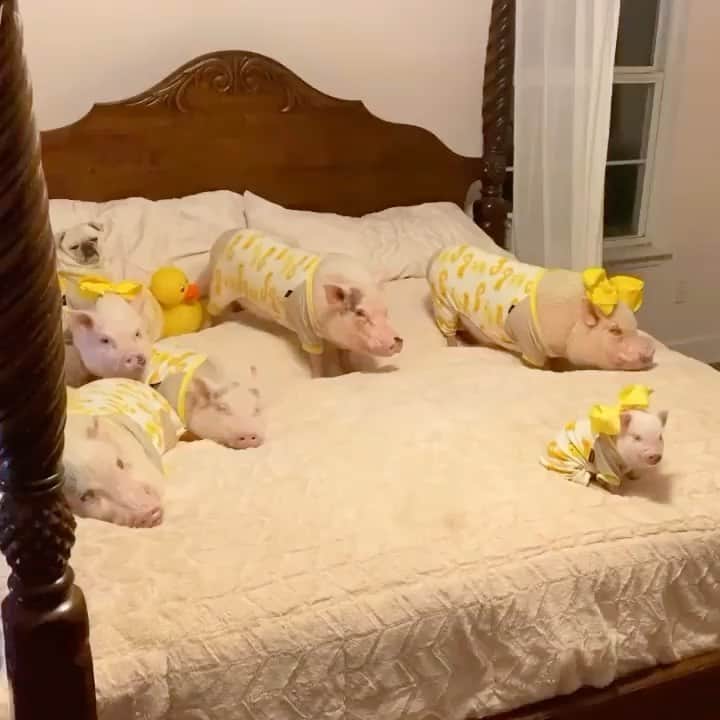 Priscilla and Poppletonのインスタグラム：「DUCK🐤 DUCK🐤 PIG🐷!  . #tbt #PiggyPenn #PoseyandPink #Pigtailthepug #PrissyandPop」