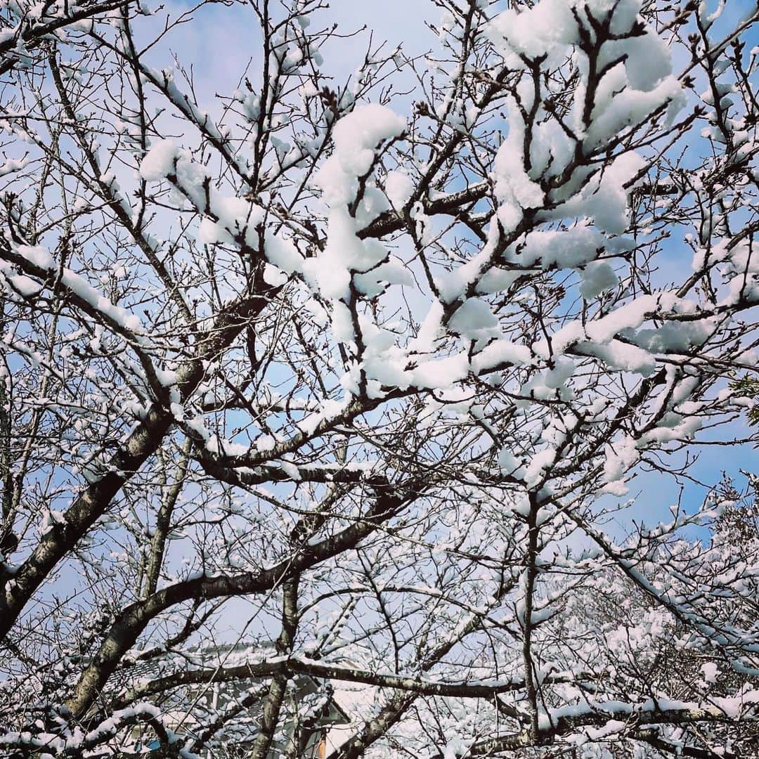 川本睦子さんのインスタグラム写真 - (川本睦子Instagram)「すごい暴風雪の夜が明けたら穏やかな天気。 #雪 #朝むつ散歩」1月29日 10時49分 - muzco