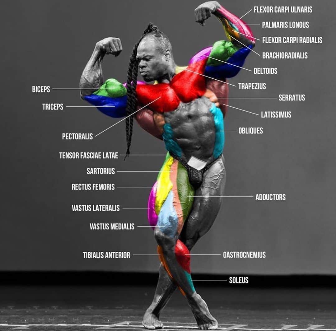 カイ・グリーンのインスタグラム：「Pursue your passion. Master the movements. No longer will you simply go through the motions, but truly understand the mechanics and functions of the incredible human body. @issaonline offers a vast selection of courses ranging from mastering the art of bodybuilding to online coaching specializations and everything in-between.    Reservoirs of information all at your fingertips. Absorb and apply this knowledge to your own vision you’ve set your sights on, or aid those pursuing their own dreams.  1️⃣ Advice From The Pros 2️⃣ You Just Got Certified: Now What? 3️⃣ Personal Trainers Guide to COVID-19 4️⃣ Work From Home! Virtual Training 5️⃣ Online Training : Long Term Career  Follow the link in my bio to grab this free knowledge while it lasts 📚   ➡️ Link in Bio     #ISSAcertified」