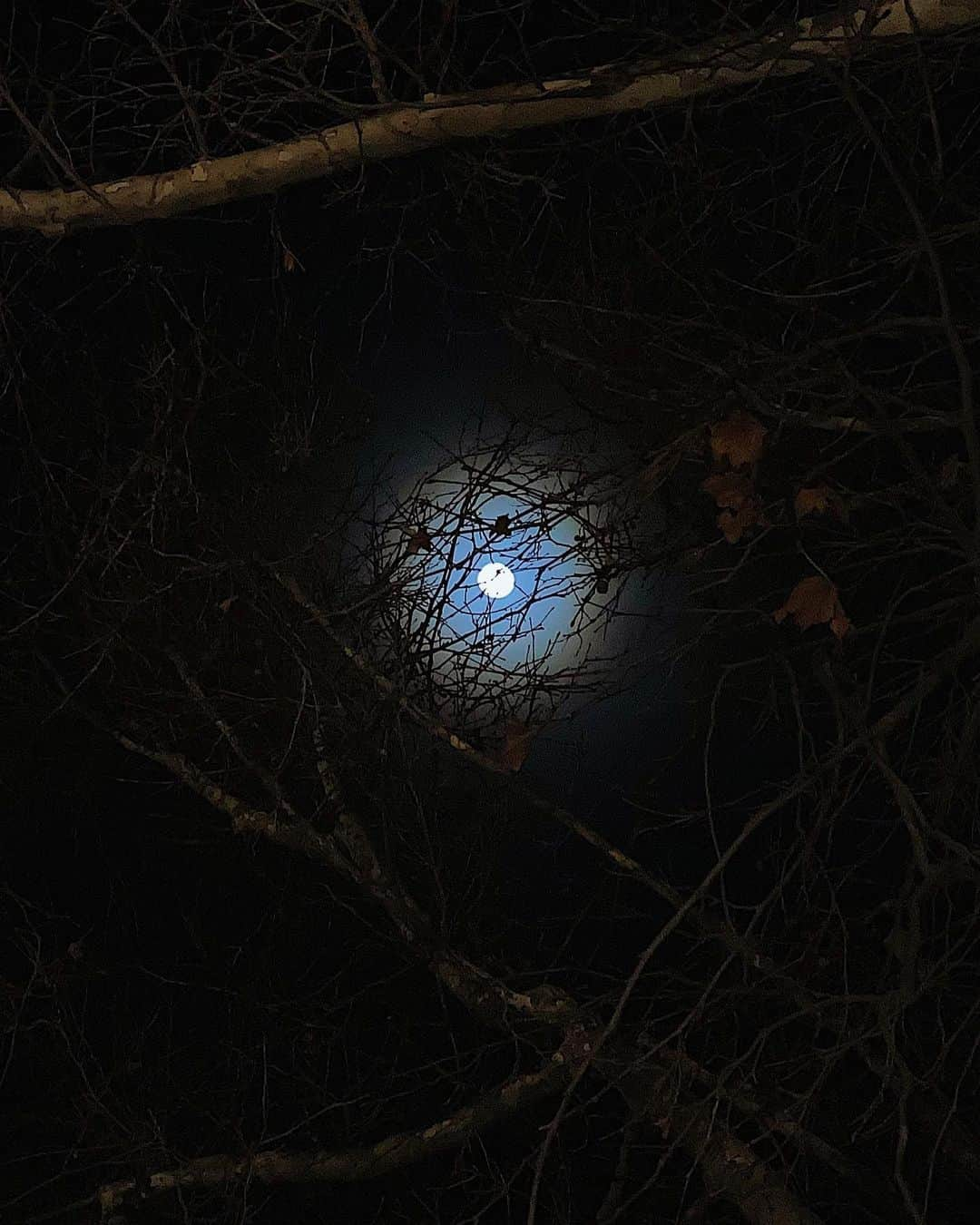 ナタリア・コルドバ・バックリーのインスタグラム：「Wolf Moon 🐺 🌕 ...  Tonight the full moon is also known as a "Wolf Moon." The closest is the Sioux name for the January full moon, which is "wolves run together." Very similar to the Cheyenne name for the December full moon, "when the wolves run together."  If you can remain in your heart, trust the full picture, continue to stay in your power, and hold true to yourself, this moon will shine a positive light moving forward this year ahead.   Blessings of Love and Light,  Grandmother Flordemayo   Words by @grandmotherflordemayo ... gracias por la sabiduría.   #wolfmoon」