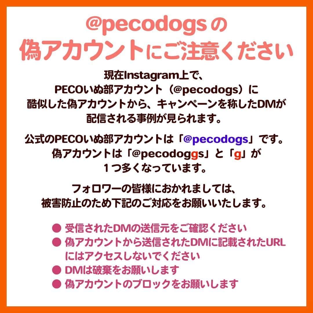 PECO いぬ部さんのインスタグラム写真 - (PECO いぬ部Instagram)「@pecodogsの偽アカウントにご注意ください . 現在Instagram上で、 PECOいぬ部アカウント（@pecodogs）に 酷似した偽アカウントから、キャンペーンを称したDMが 配信される事例が見られます。 . 公式のPECOいぬ部アカウントは「@pecodogs」です。 偽アカウントは「pecodoggs」と「g」が １つ多くなっています。 . フォロワーの皆様におかれましては、 被害防止のため下記のご対応をお願いいたします。 . ● 受信されたDMの送信元をご確認ください ● 偽アカウントから送信されたDMに記載されたURLにはアクセスしないでください ● DMは破棄をお願いします ● 偽アカウントのブロックをお願いします」1月29日 11時04分 - pecodogs