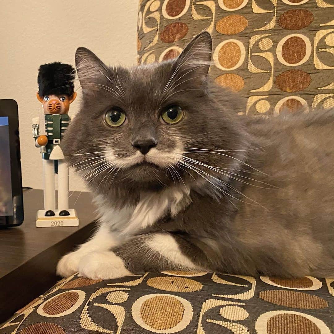 ハミルトンザ・ヒップスターキャットのインスタグラム：「It’s probably time to take down the Christmas decorations... Maybe the cat nutcracker can stay #mustachecat」